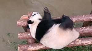 🐼 Панда Катюша ловит отдыхательные вибрации и максимально расслабляется нам на зависть.