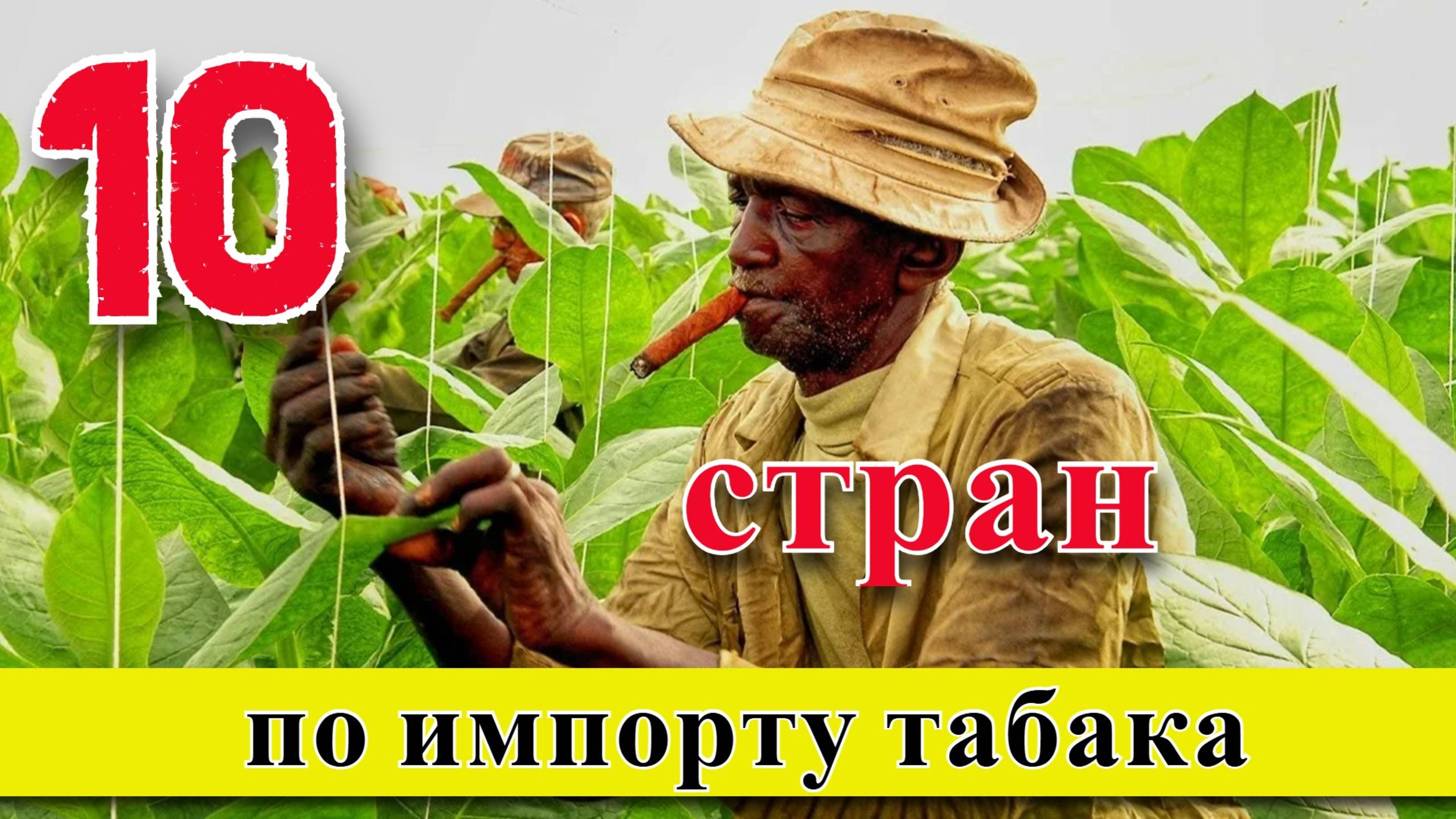 Импорт табака: ТОП 10 стран мира по импорту табака (1961–2023) смотреть онлайн