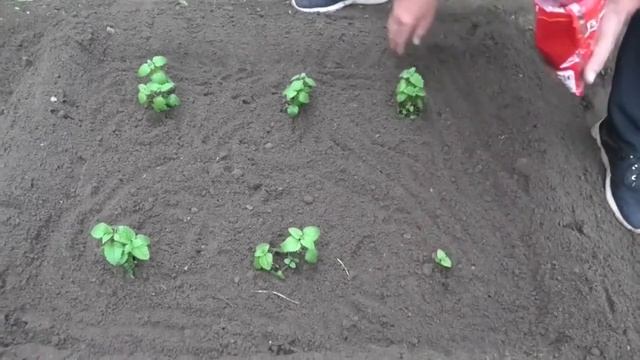 Высадка рассады мелисы и базилика в открытый грунт.