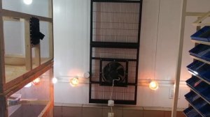 Черная львинка / инсектарий для разведения