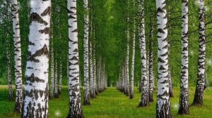 БЕЛАЯ БЕРЁЗА// ГРУППА,, ФРИСТАЙЛ "