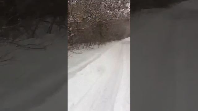 Щенок черной овчарки в лесу