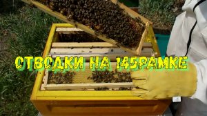 Как сделать отводок пчел на 145 рамке