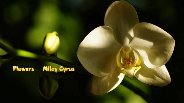Flowers* Miley Cyrus