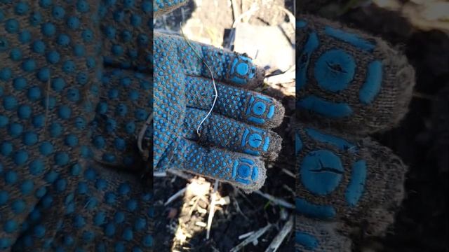 Глубина посева всходы очень важный элемент