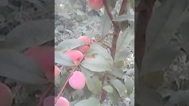 Персик созрел