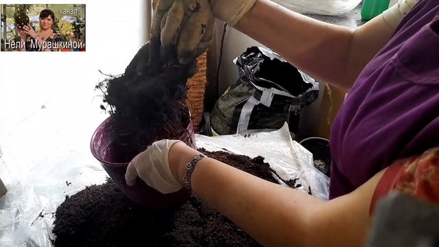 ПЕРЕСАДКА ФИКУСА МОКЛАМЕ С ОБРЕЗКОЙ КОРНЕЙ И КРОНЫ. смотреть онлайн