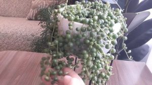 Крестовник Роули🌱Уход от А до Я🌿🌿🌿#растения #цвет?