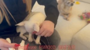 Стрижка когтей чихуахуа