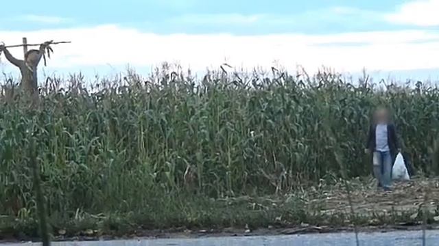 Это моя кукуруза