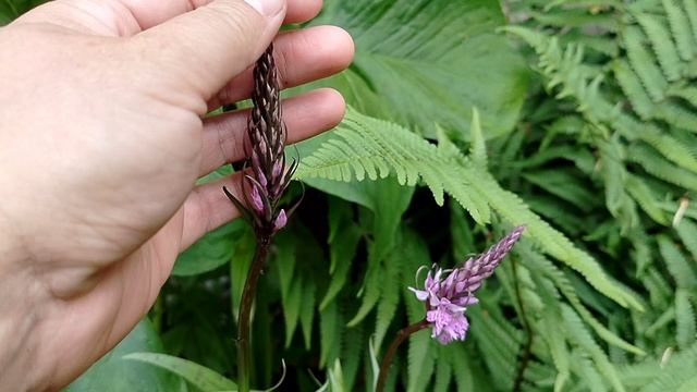 Пальчатокоренники оказались разные, сравниваю бутоны 2025, смотреть онлайн