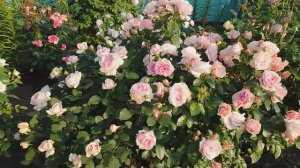 Розы во всей красе ! Июнь 2025