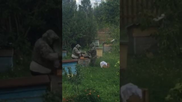 Наш отдых в деревне. Собираем малину. Мед