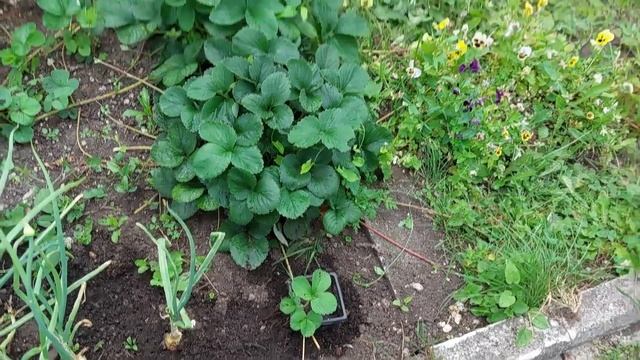 Кабачки в теплице