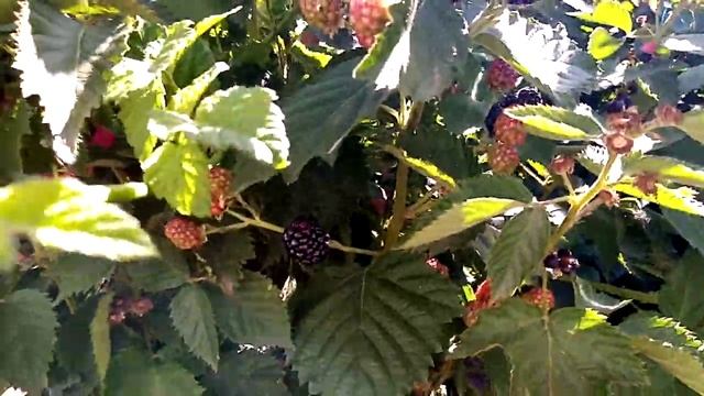 ежевика сорт потеряшка не перестаёт удивлять количес?