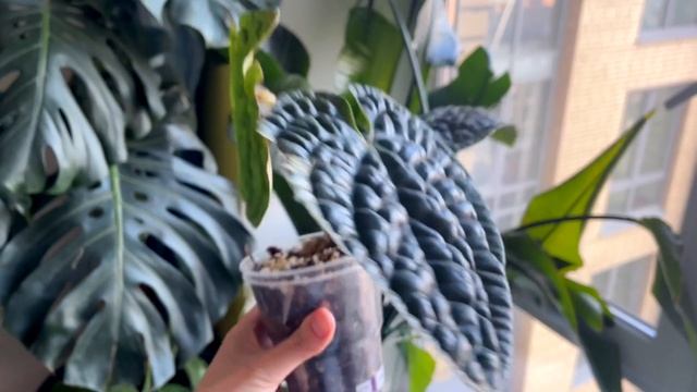 ПЕРЕСАДКА и уход за АНТУРИУМАМИ / в КАКОМ ГРУНТЕ выращ?