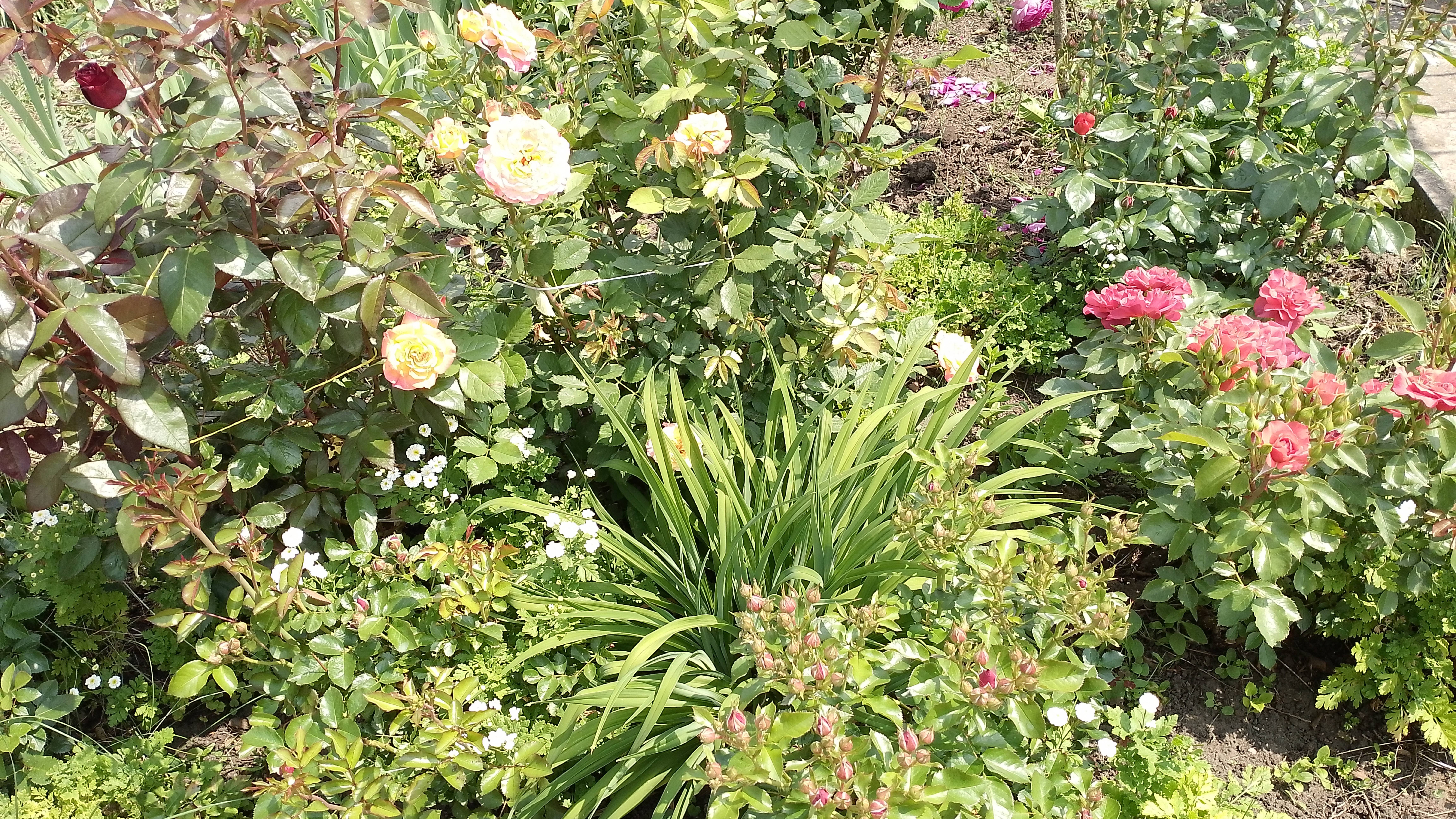 Для любителей роз. Фото и видео. Первые красавицы этого сезона. смотреть онлайн