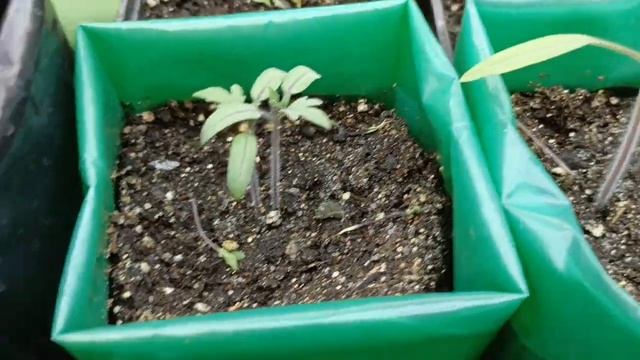 Обзор рассады. В хейте нет ничего весёлого! @RastushkiuKsushki смотреть онлайн