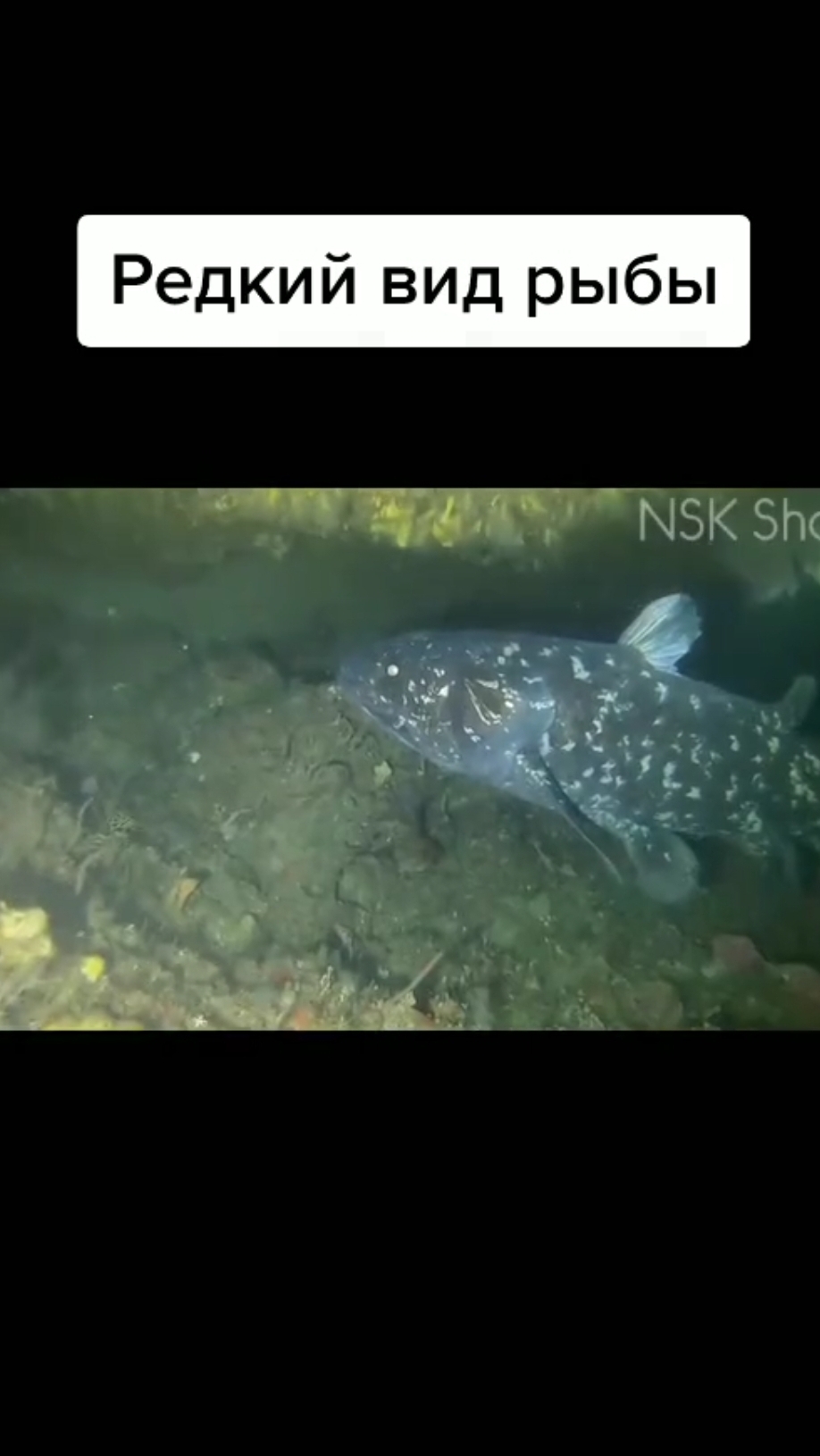 Латимерия смотреть онлайн