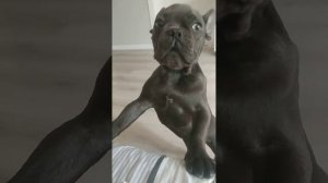 Лай французького бульдога