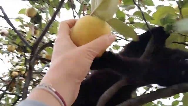 Кошеня Лаки та айва//Kitten Luck And