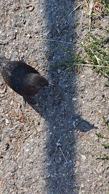 Птенец скворца?