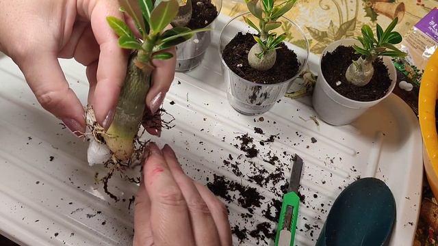 Пересадка и формирование Адениумов. смотреть онлайн