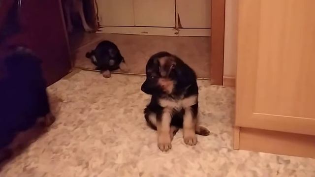 Щенки немецкой овчарки,Нижний Новгород