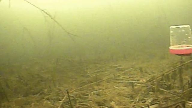 КАК ПРИВЛЕЧЬ ОКУНЯ В ГЛУХОЗИМЬЕ? #wildanimal #рыбалканаозер