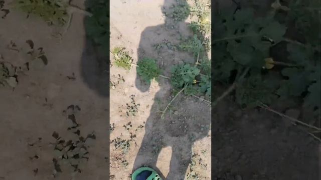 у арбузов тоже есть 