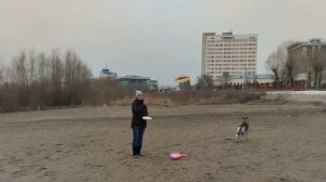 Дог Фризби тренировка / Учимся бросать диск / Фрисби