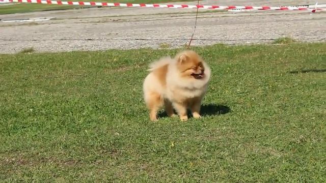 Купить померанского шпица. Мальчик для ШОУ, любви и ра?