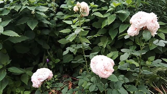 Клер Остин,