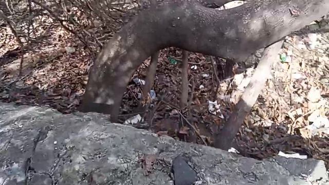 Кисловодский  свинарник возле ДЮСШ на ул. Ленинградск?