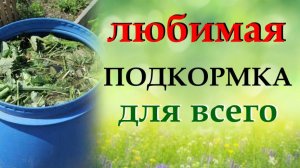 Расскажу, что я сею в июне и чем подкармливаю все растения на огороде. Травяной настой - удобрение