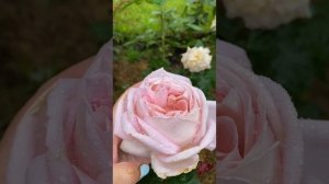 Роза Эмейзинг Грейс