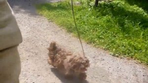 Русская болонка! Веселуха))))