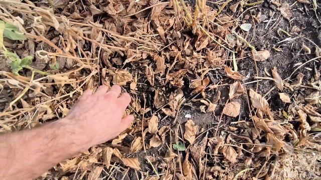 Збираєм сою Аполло і Мустанг. Соя яка сипе, аж...