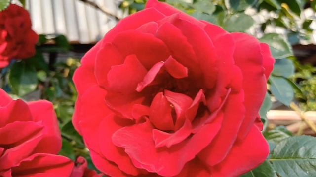 -Половина квартиры-моя. Я одолжила вам на первый взнос смотреть онлайн