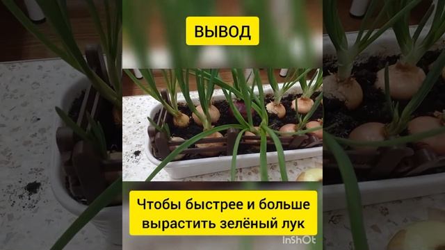 Исследовательский проект "Лук-наш зелёный друг" смотреть онлайн