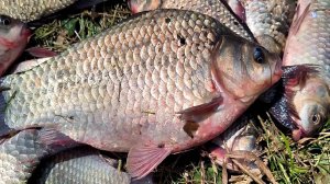 ОГРОМНЫЕ КАРАСИ РВУТ ЛЕСКУ! ЛОВЛЯ КАРАСЯ ЛЕТОМ. ЖОР КАРАСЯ НА КОРМУШКИ. РЫБАЛКА 2025