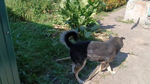 Кузя обнаглел, всë понимает, но не слушается. Из школьн