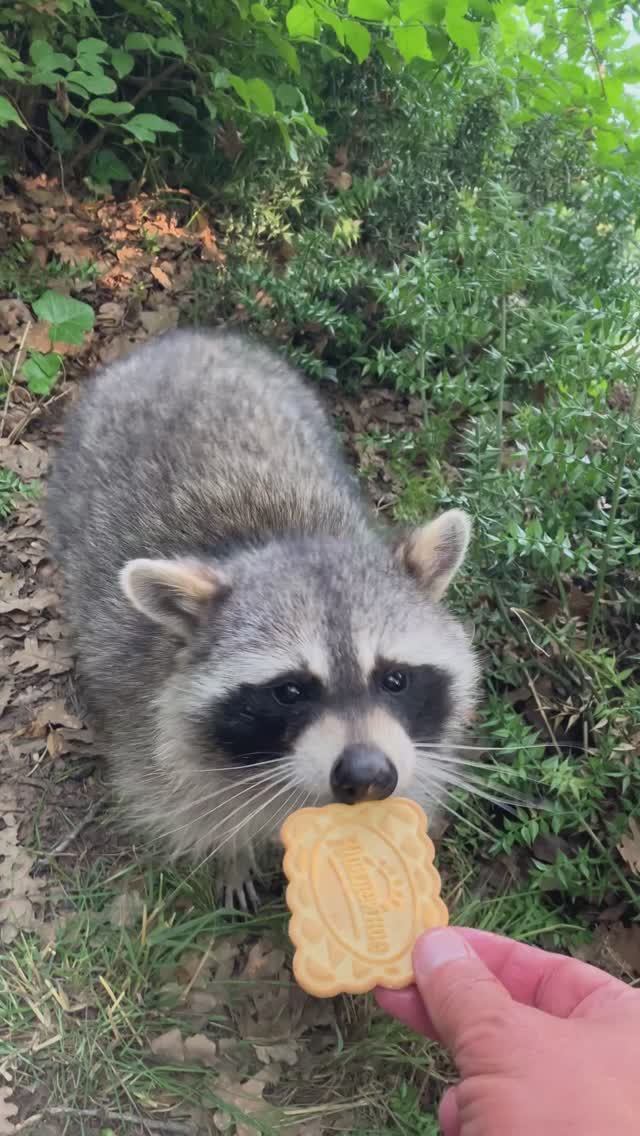 Енот смотреть онлайн