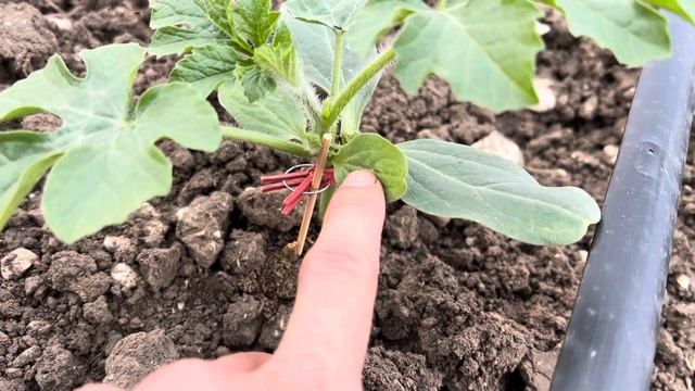 Арбузы в открытом грунте 1 часть 2025 смотреть онлайн