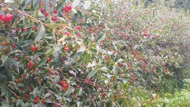 Много вишни в саду.Все остается каждый год.🍒🌞