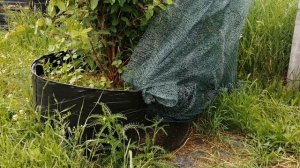 Жимолость! Как укрыть от птиц!