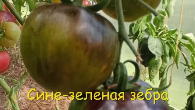 ТОМАТЫ. Каталог томатов 2024 г. Часть 5. Проверенные сорт?