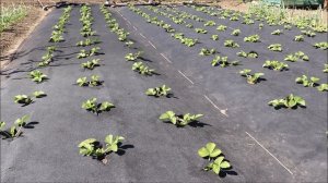 СТИМУЛИРУЕМ РОСТ КЛУБНИКИ