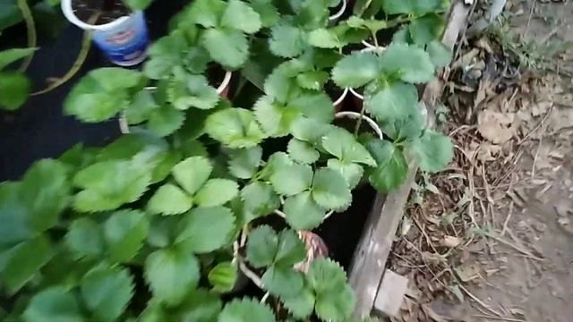 КЛУБНИКА. ПОРА ВЫСАЖИВАТЬ...