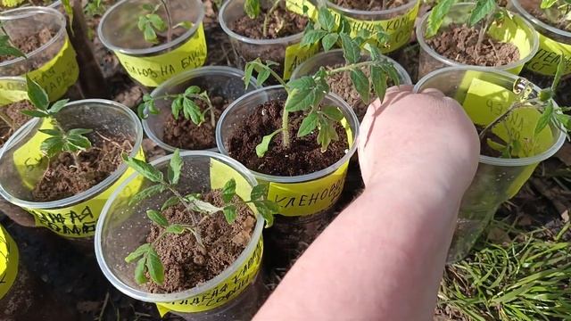 Как удалось спасти рассаду?🤔Это всё Вы!🤗 Спасибо за ?